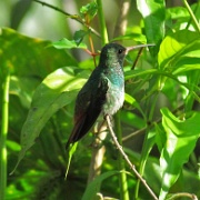 Hummingbird, Mindo Cloud Forest 5010.JPG