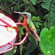 Hummingbird, Mindo Cloud Forest 5015.JPG