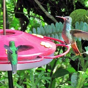 Hummingbird, Mindo Cloud Forest 5076.JPG