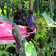 Hummingbird, Mindo Cloud Forest 5084.JPG