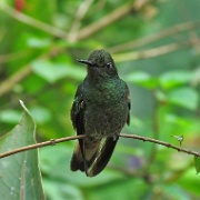 Hummingbird, Mindo Cloud Forest 5122.JPG