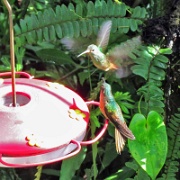 Hummingbirds, Mindo Cloud Forest 5017.JPG