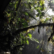 Mindo Cloud Forest, Ecuador 04.JPG