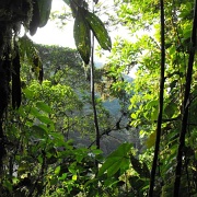 Mindo Cloud Forest, Ecuador 05.JPG