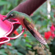 Rufus hummingbird, Mindo Cloud Forest 4986.JPG