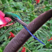 Violet Tailed Sylph, Mindo Cloud Forest 4982.JPG