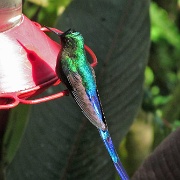 Violet Tailed Sylph, Mindo Cloud Forest 5007.JPG