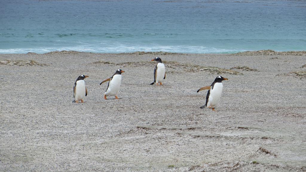 Gentoo Penguins at Volunteer Point beach