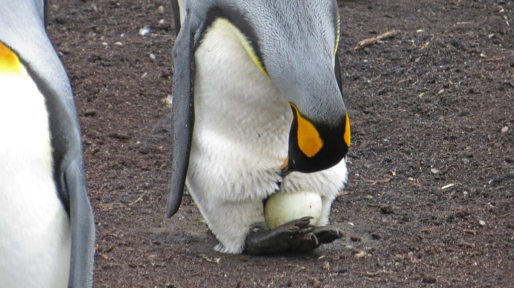 King Penguin incubating an egg