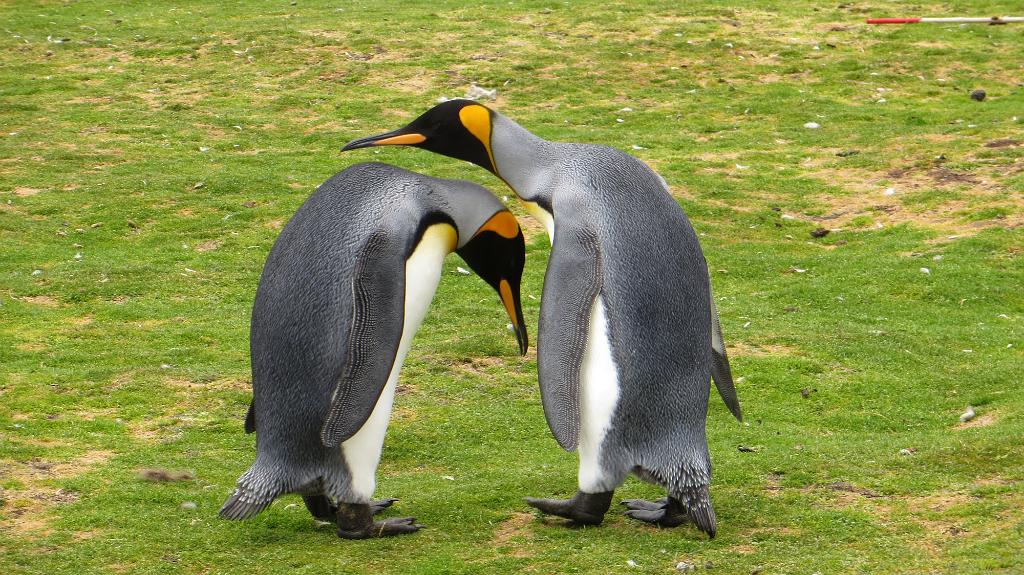 King Penguin pair