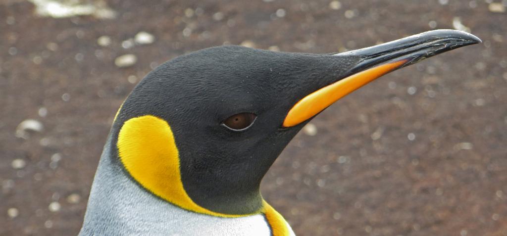 King Penguin, Falklands