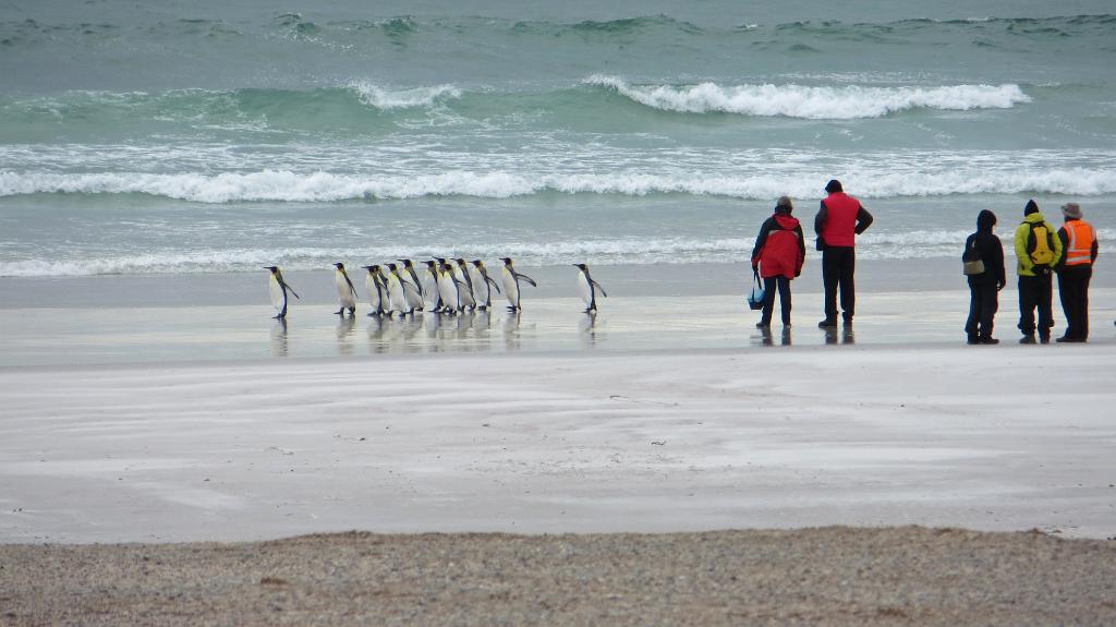 King Penguins at Volunteer Point beach