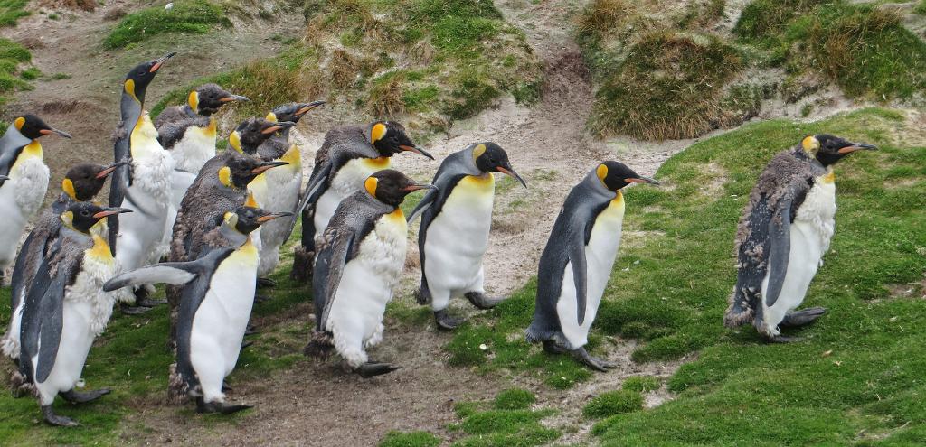 King Penguins molting, Falklands
