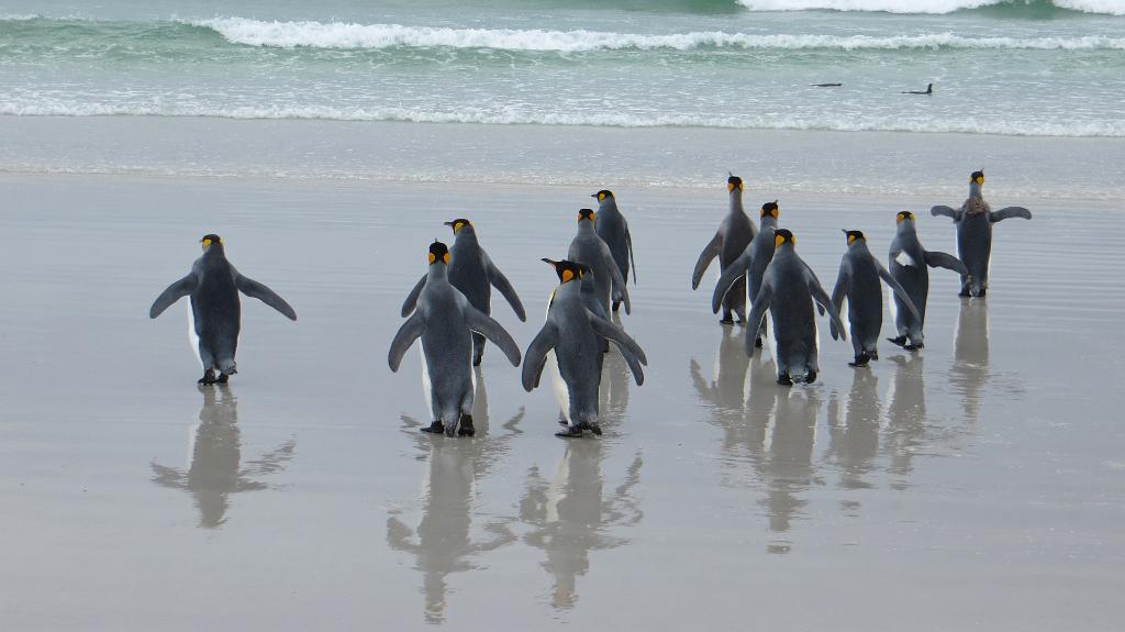 King Penguins on Volunteer Point beach