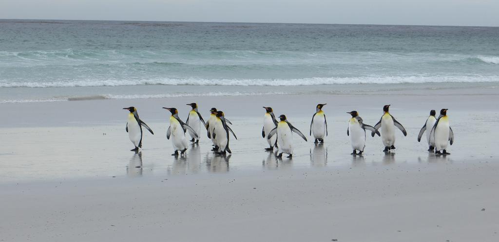 King Penguins on parade, Falklands