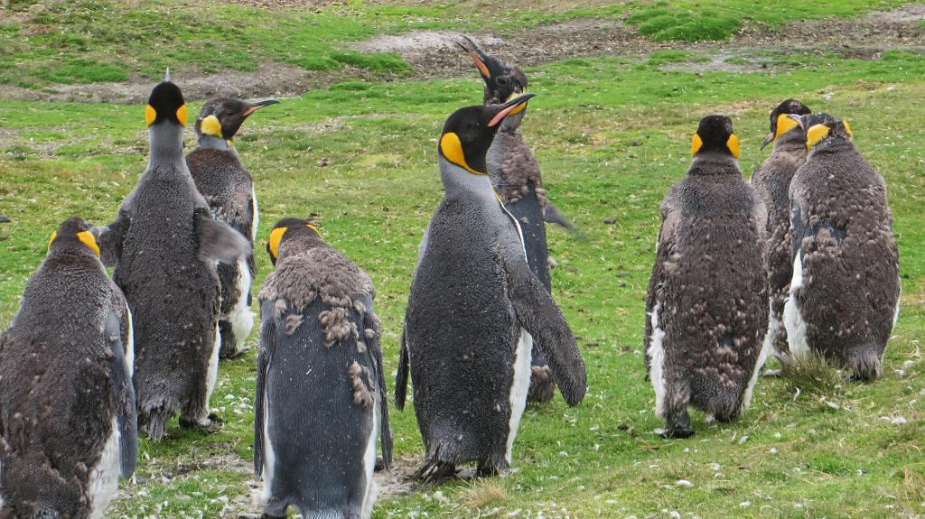 Molting King Penguins, Falkland Islands