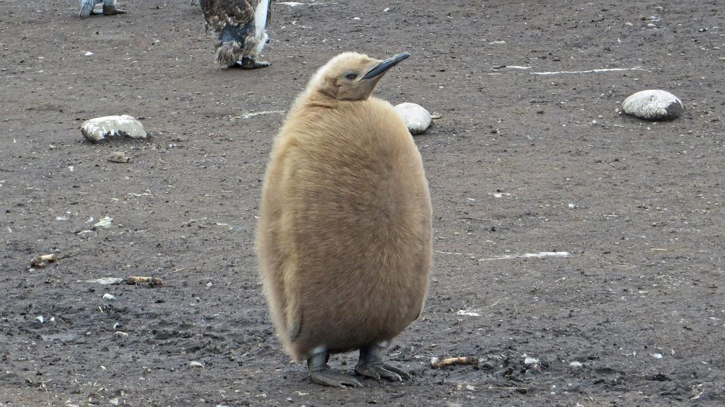 One year old King Penguin