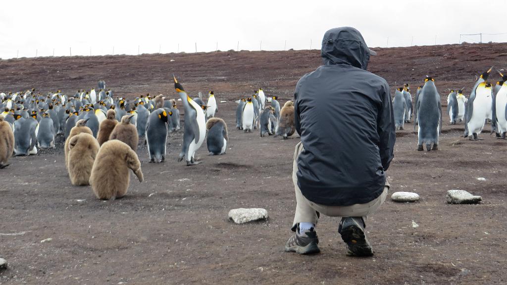 Up close with King Penguins, Falklands