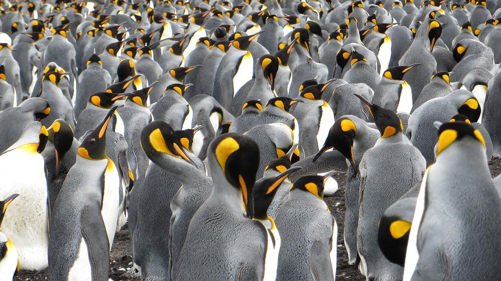 Volunteer Point King Penguins