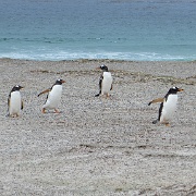 Gentoo Penguins at Volunteer Point beach.JPG