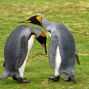 King Penguin pair.JPG