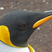 King Penguin, Falklands.jpg