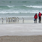 King Penguins at Volunteer Point beach.JPG