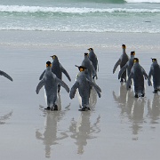 King Penguins on Volunteer Point beach.jpg