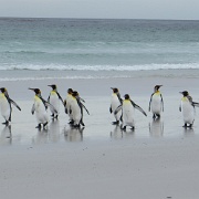 King Penguins on parade, Falklands.jpg