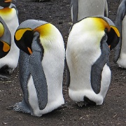 King Penguins, Falkland Islands.jpg