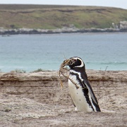 Magellanic Penguin nest building.jpg