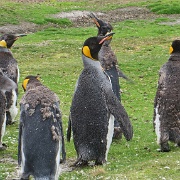 Molting King Penguins, Falkland Islands.jpg