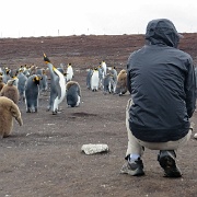 Up close with King Penguins, Falklands.jpg