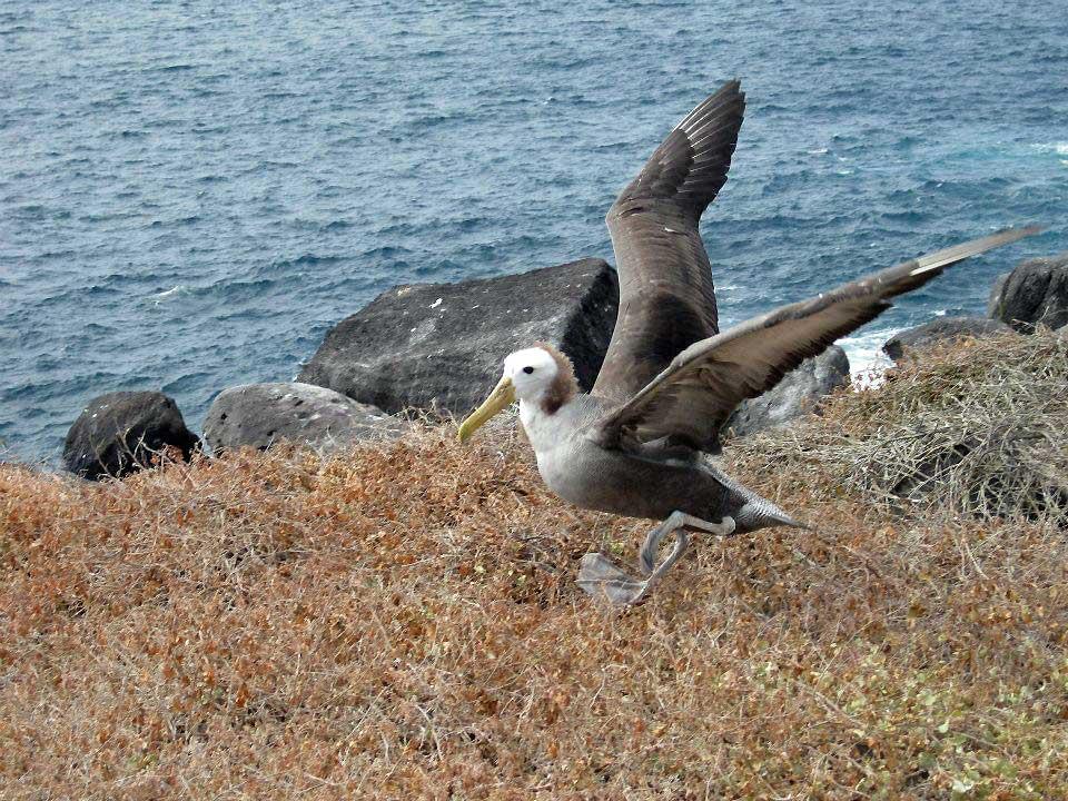 Albatross, Espanola 118