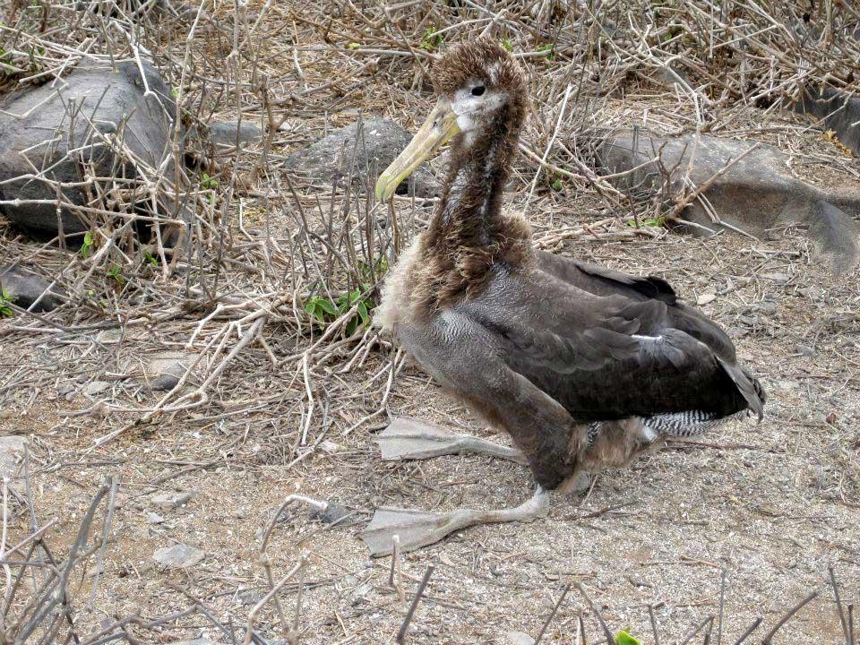 Albatross, Espanola