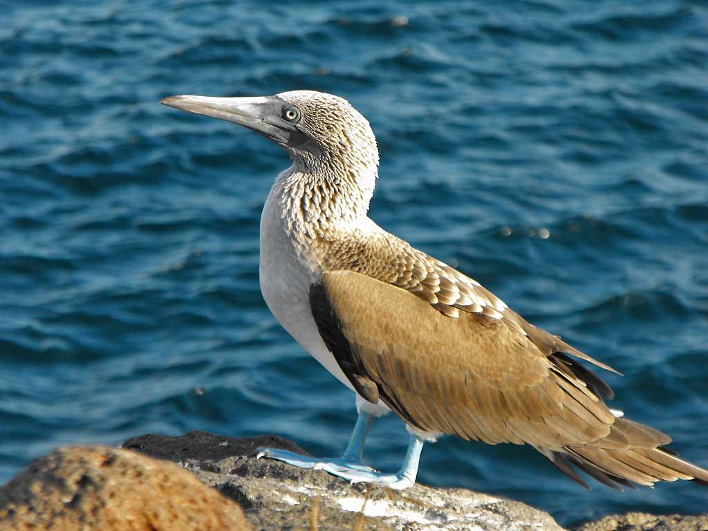 Blue-footed booby, North Seymour 12