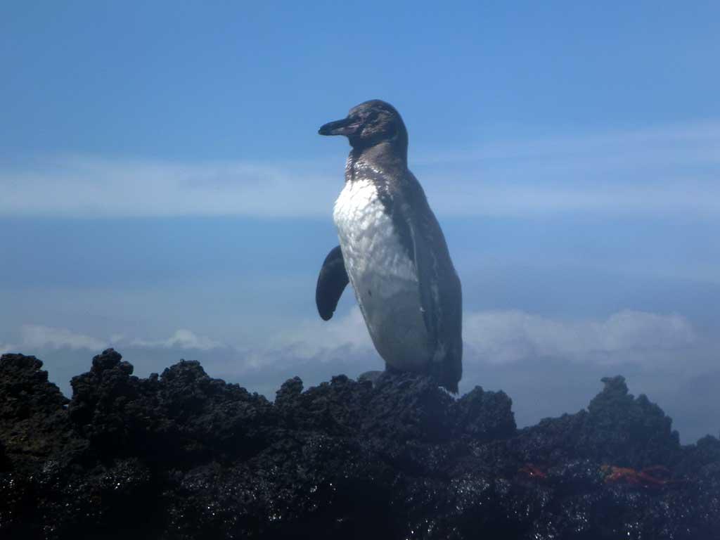 Galapagos penguin, Santiago 22