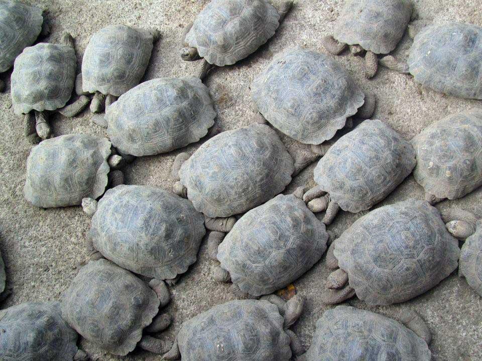 Isabela Island Tortoise Breeding Center 11