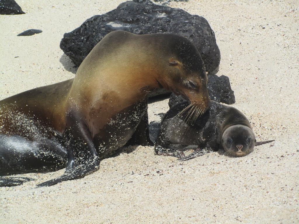 Mann Beach, San Cristobal, baby sea lion 32
