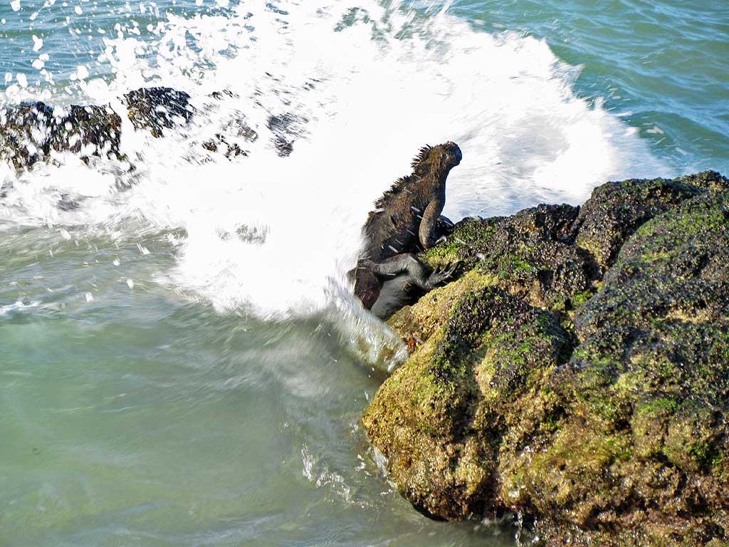 Marine iguana, Bachas Bay, Santa Cruz 101