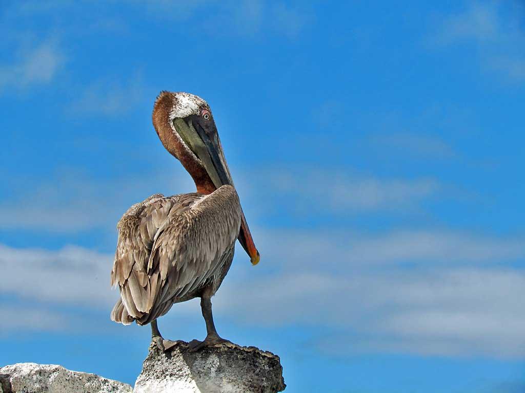 Pelican, Bachas Bay, Santa Cruz 107