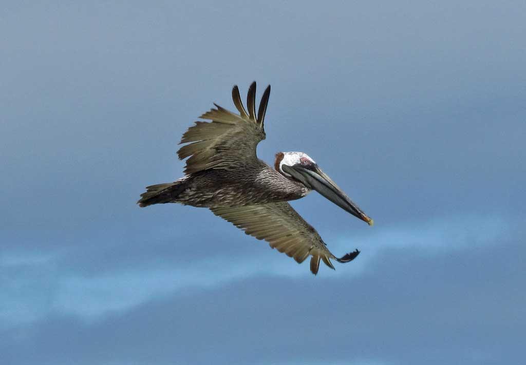 Pelican, Tortuga Bay, Santa Cruz 114