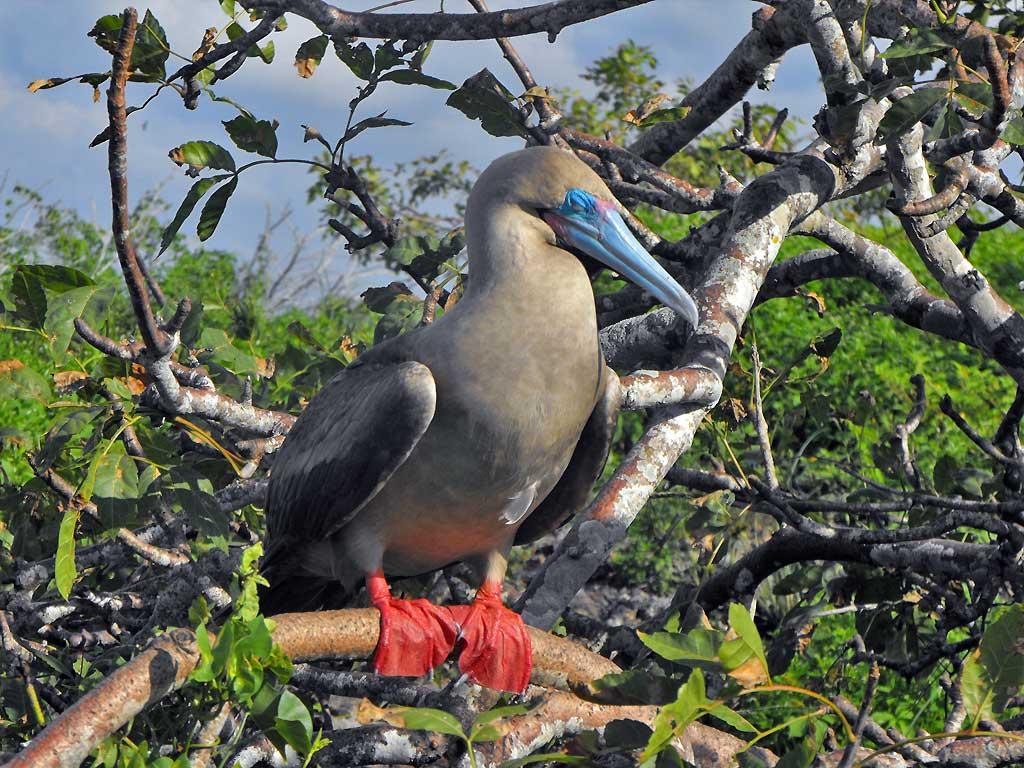 Red-footed booby, Genovesa 06