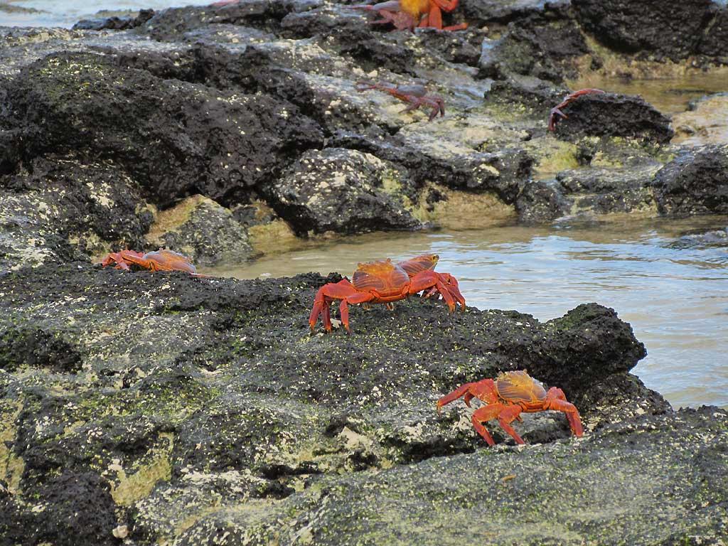 Sally Light-foot crabs, Bachas Bay, Santa Cruz 103