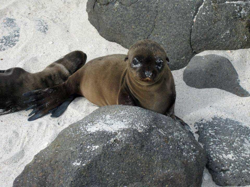 Sea Lion pup, Mosquera, Galapagos 114