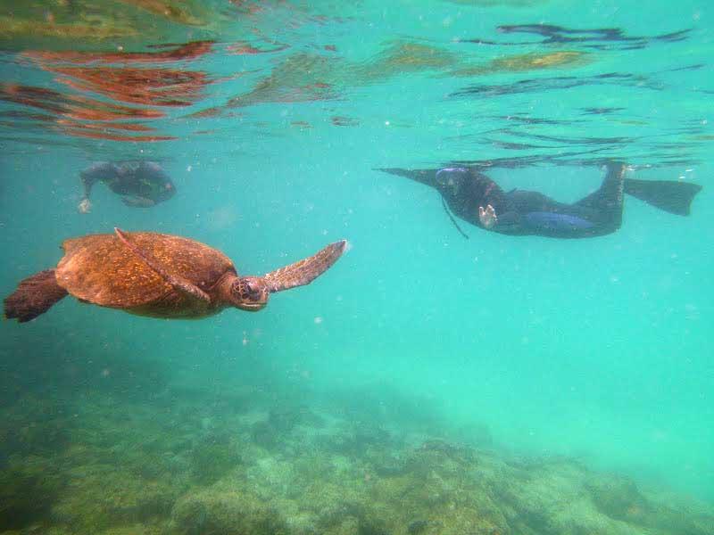 Sea Turtle, Galapagos 1000179