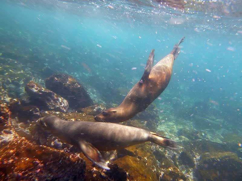Sea lions, Galapagos 1000346