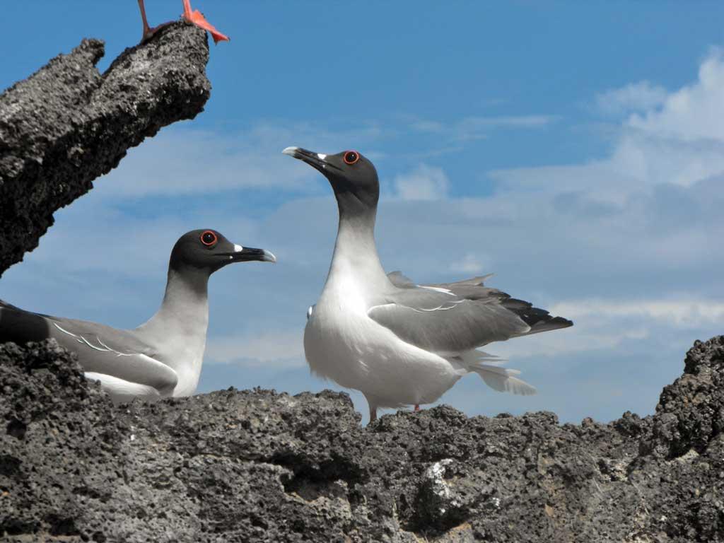 Swallow-tailed Gulls, Genovesa 13