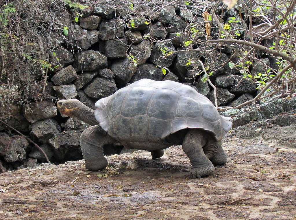 Tortoise, Darwin Research Station, Puerto Ayora 101