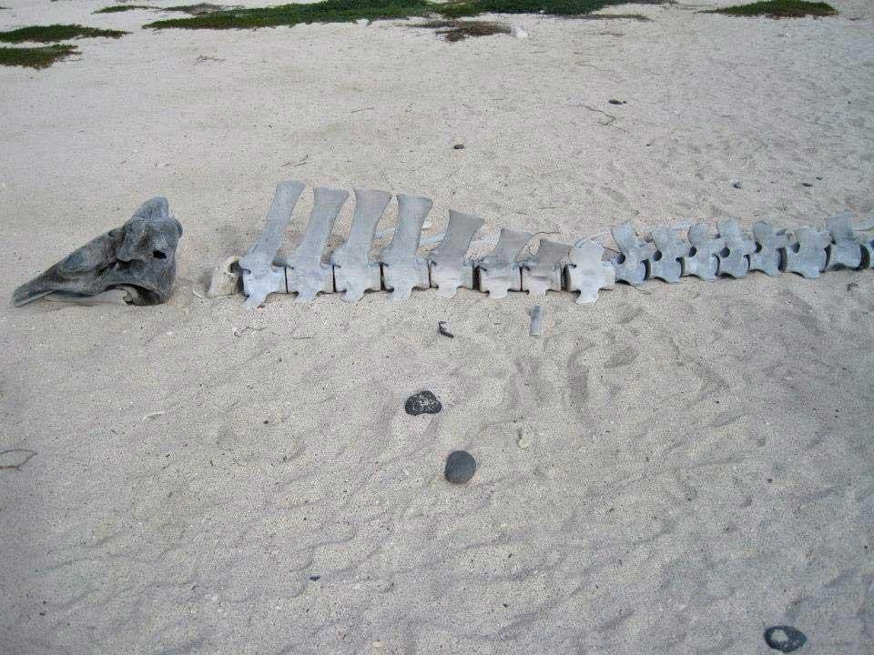 Whale bones, Mosquera 116